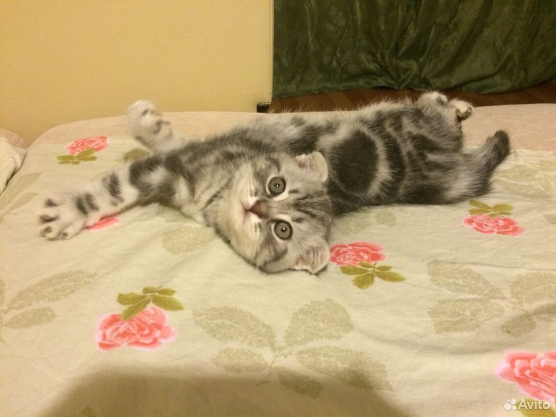 Шотландский котенок