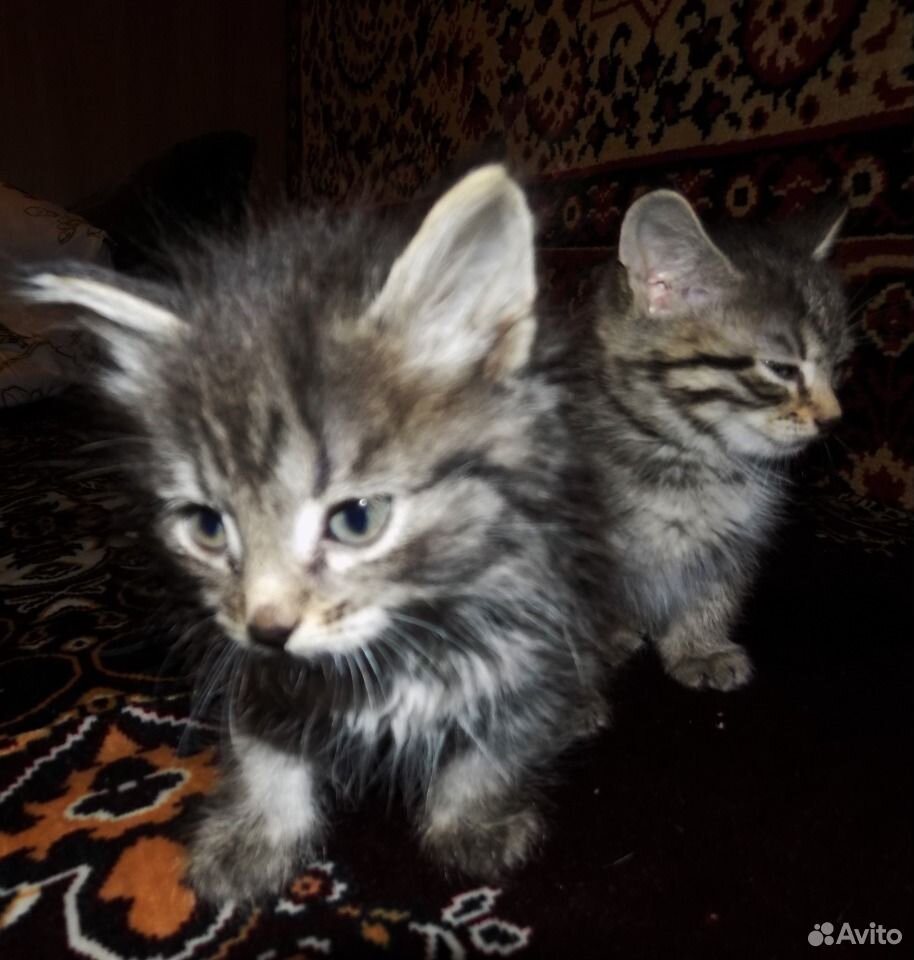 Отдам котят в добрые и заботливые руки