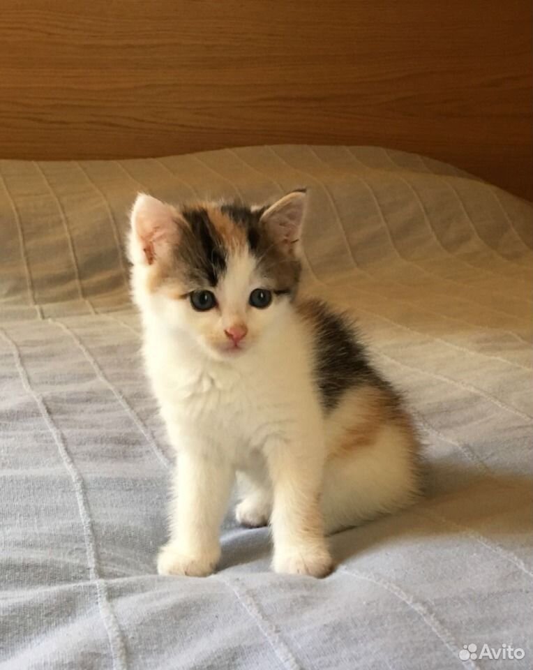 Котенок, в хорошие руки