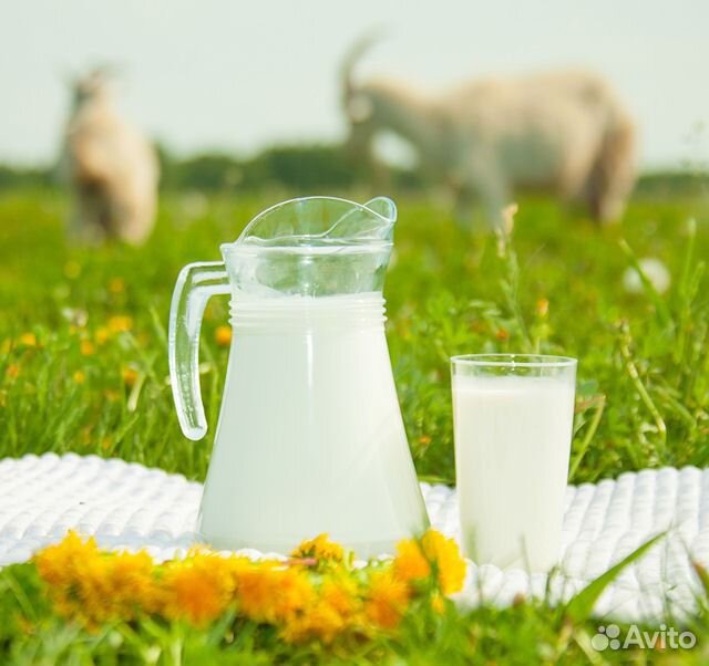 Продам козье молоко машинной дойки купить на Зозу.ру - фотография № 4