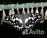 Куколки живых бабочек Papilio palinurus купить на Зозу.ру - фотография № 1