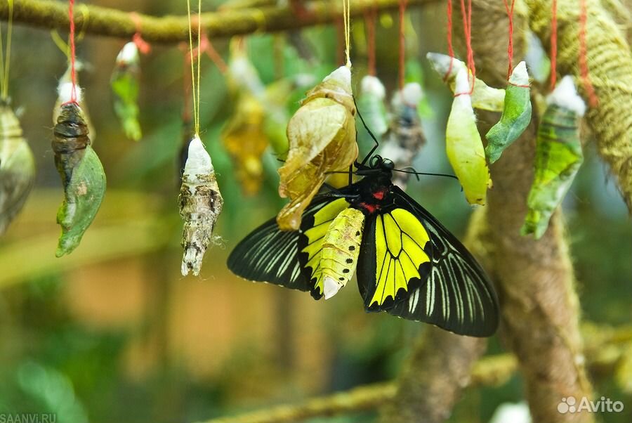 Ферма для живых тропических бабочек малютка купить на Зозу.ру - фотография № 1