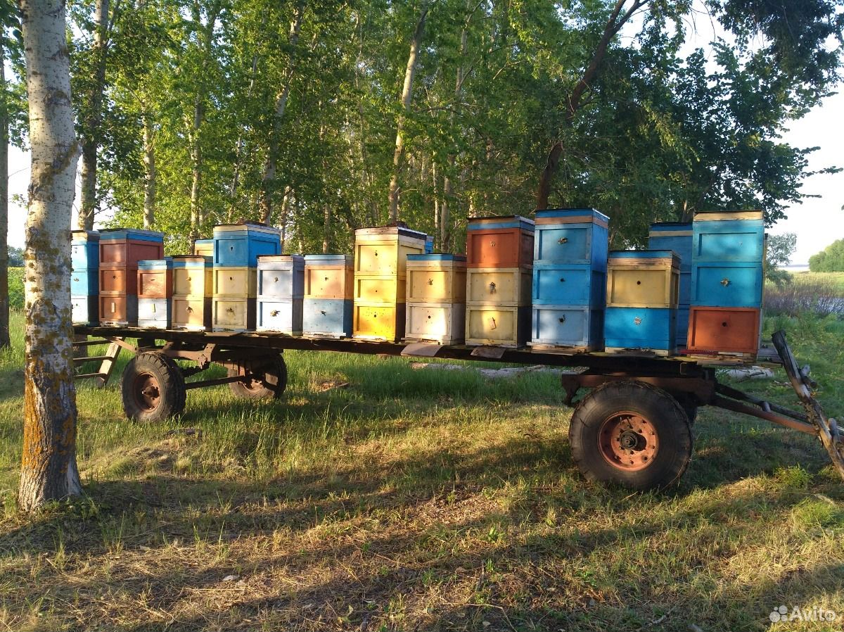 Натуральный мёд купить на Зозу.ру - фотография № 2
