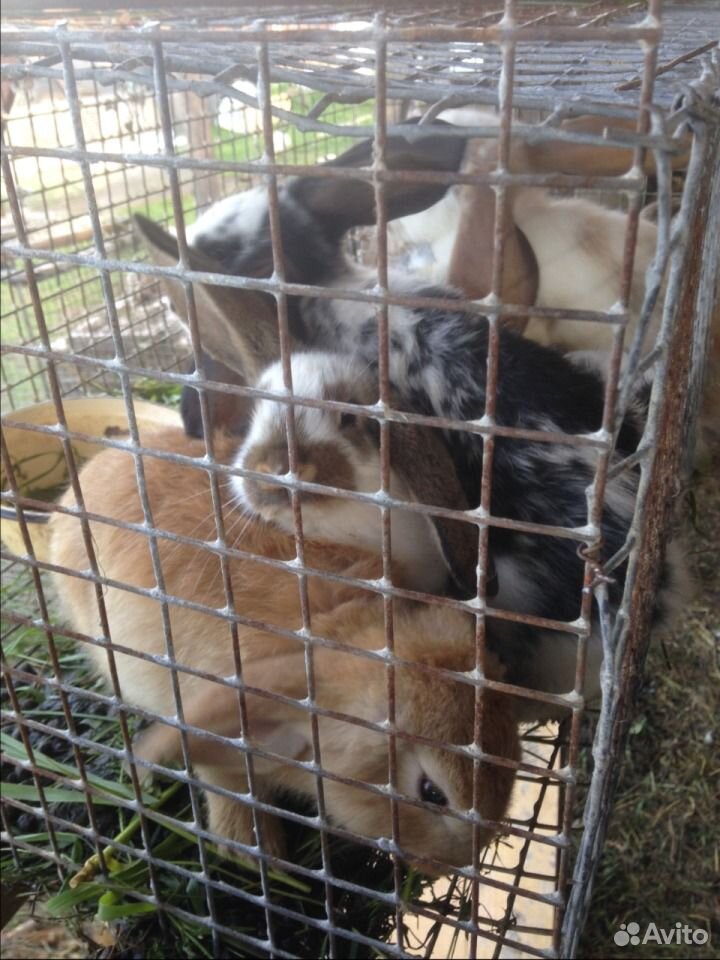Кролики Французский Баран купить на Зозу.ру - фотография № 2