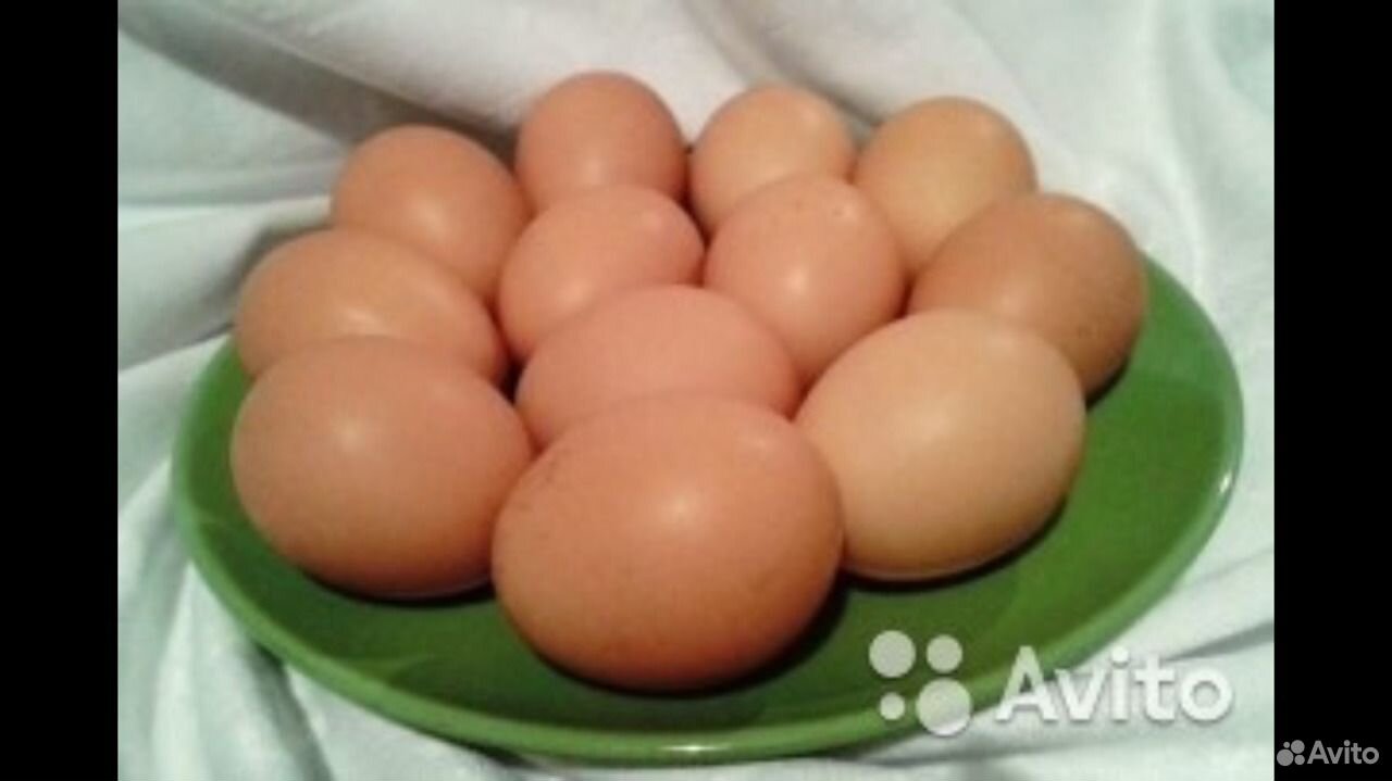 Купить инкубационное яйцо кучинской. Кучинская куры яйца. Яйца Кучинских кур. Инкубационное яйцо Кучинская Юбилейная. Кучинская Юбилейная порода кур яйца.