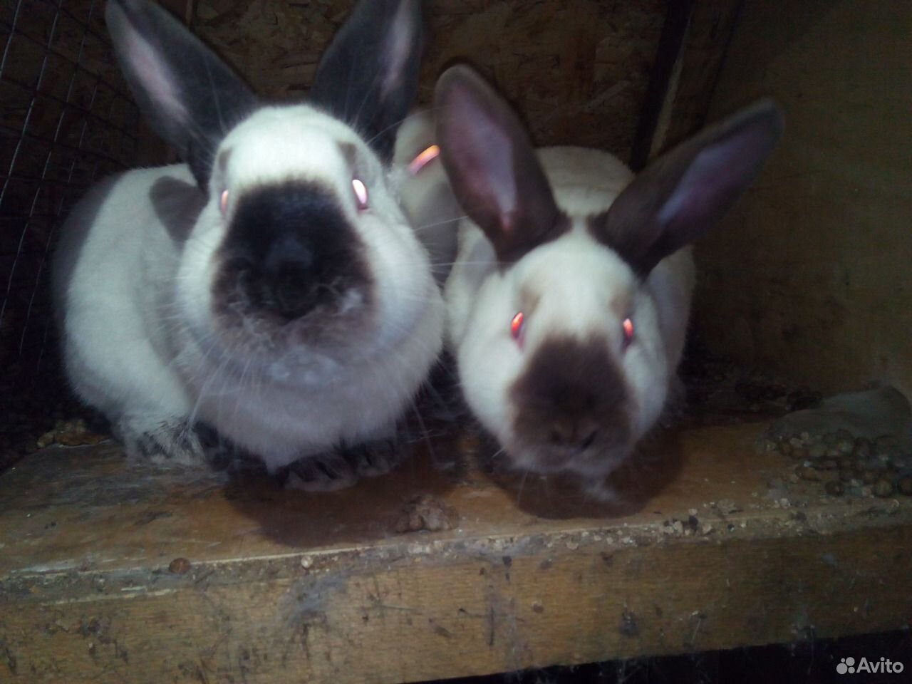 Калифорнийские Кролики Купить В Нижегородской Области Починки