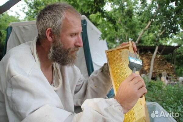 Рой пчёл среднерусской породы купить на Зозу.ру - фотография № 5