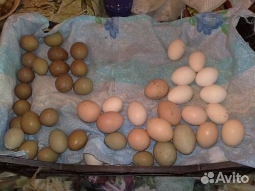 Яйца фазанов инкубационное купить на Зозу.ру - фотография № 2