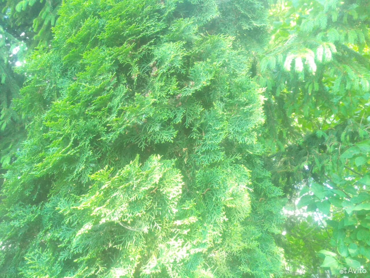 Туя западная Смарагд Н 6 м. Красивое дерево купить на Зозу.ру - фотография № 4