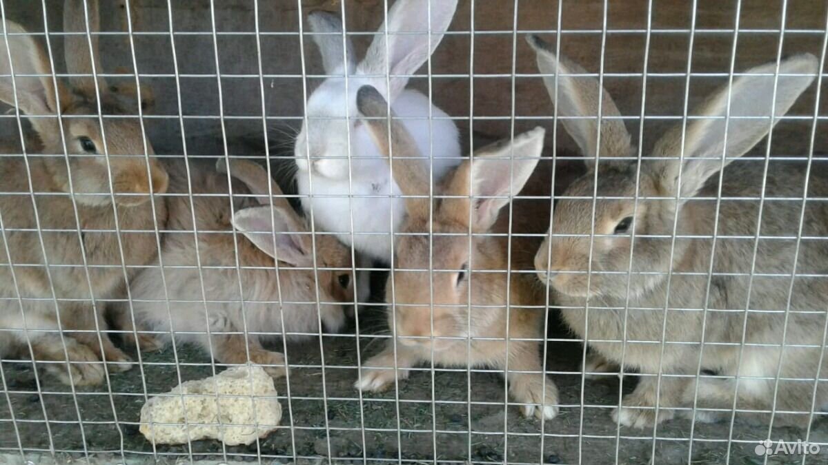 Кролики крупная мясная порода(молодые самочки и са купить на Зозу.ру - фотография № 1