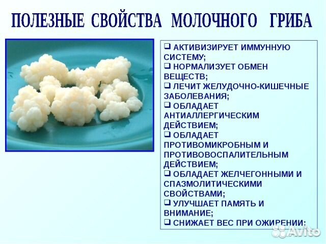 Тибетский молочный (кефирный) гриб купить на Зозу.ру - фотография № 1