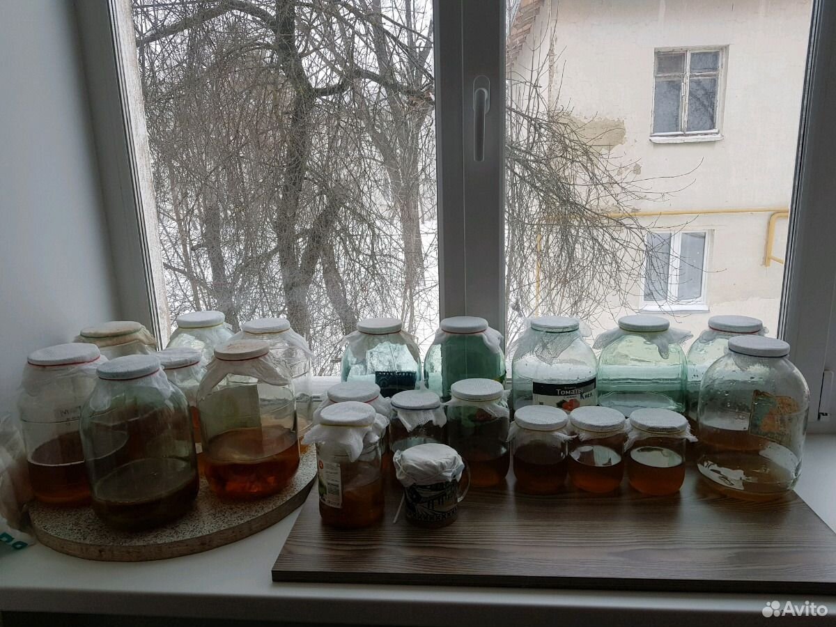 Чайный гриб купить на Зозу.ру - фотография № 3