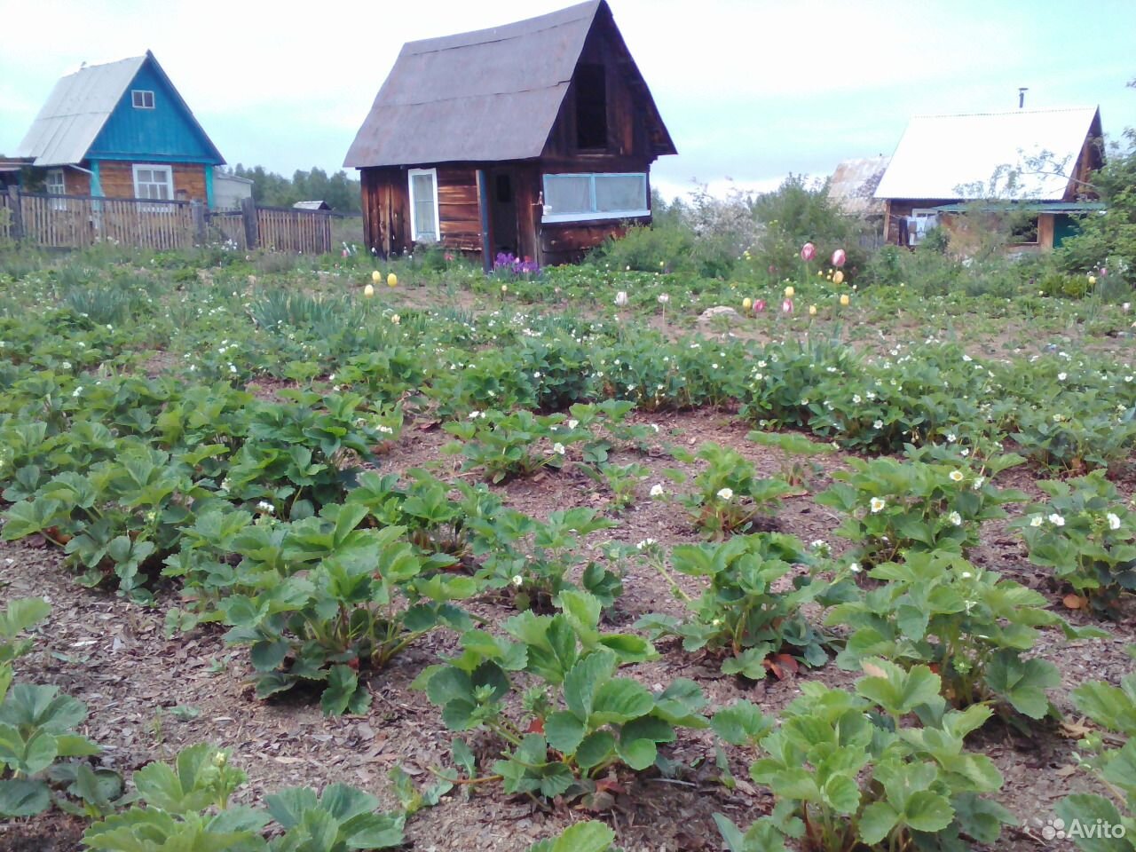 Дачные огороды в Байкальске. СНТ горный. Байкал в садоводстве это. Дача на Байкале. Авито ангарск купить недорого