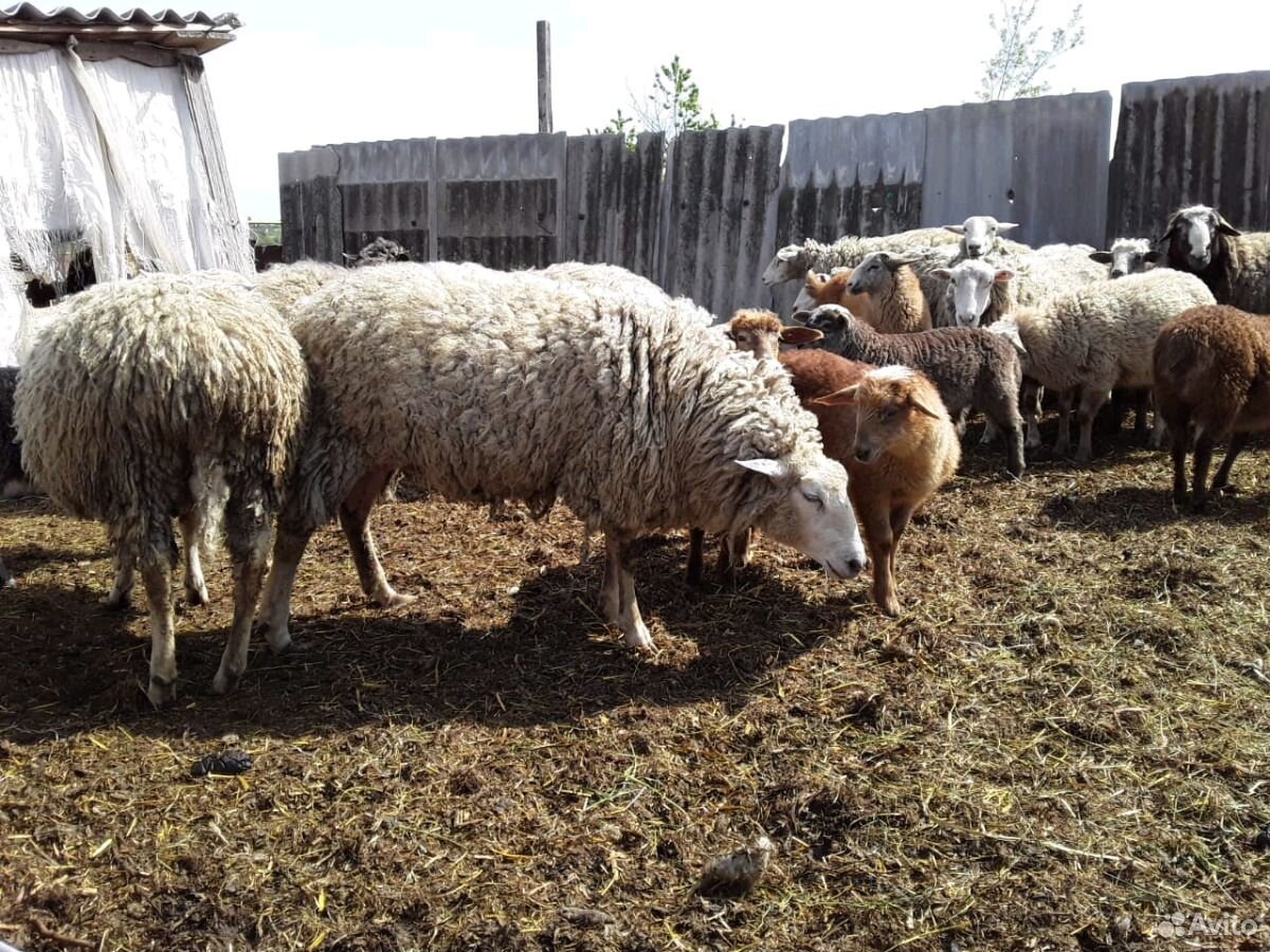 Овцы Продаю 25 ягнят ярочек от 2х месяцев и старше купить на Зозу.ру - фотография № 6