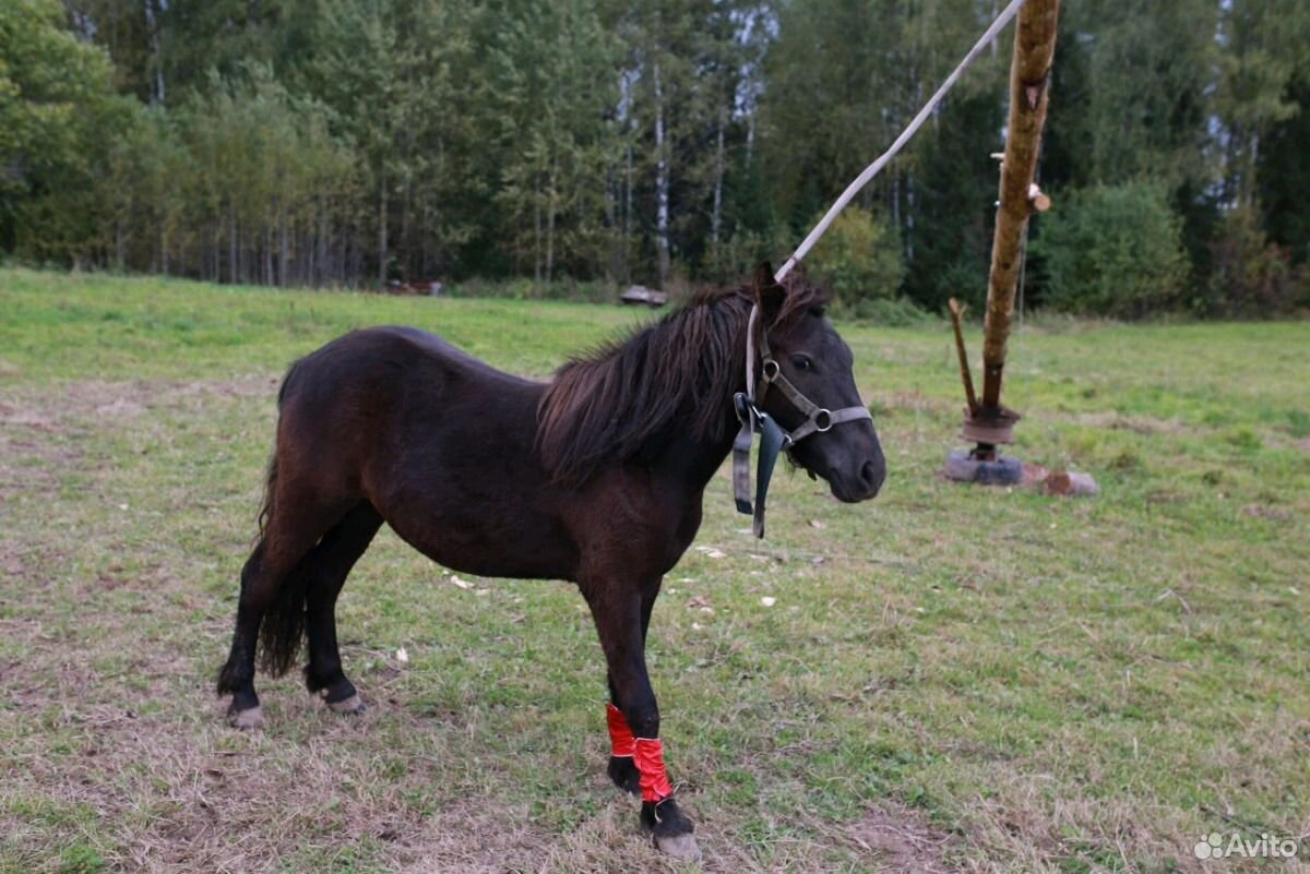 Лошадка пони купить на Зозу.ру - фотография № 3