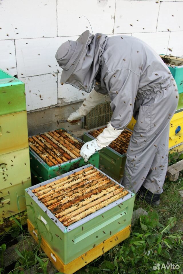 Мёд в сотах купить на Зозу.ру - фотография № 3