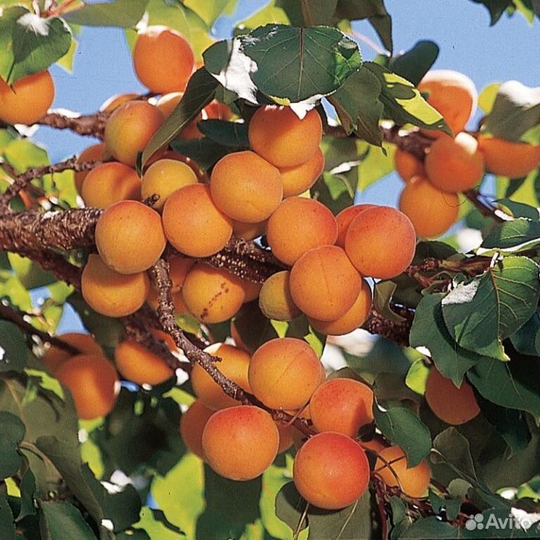 Саженцы абрикоса купить на Зозу.ру - фотография № 5