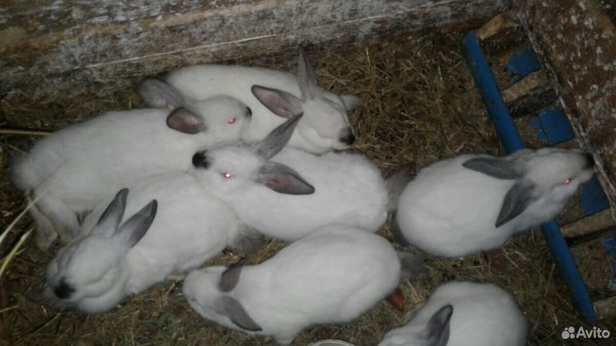 Кролики, мясных пород купить на Зозу.ру - фотография № 3
