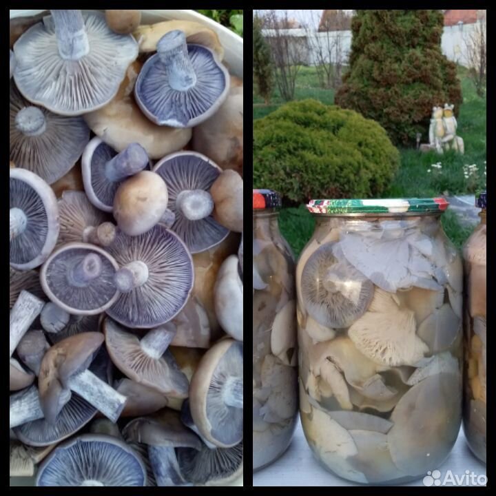 Сушеные грибы купить на Зозу.ру - фотография № 3