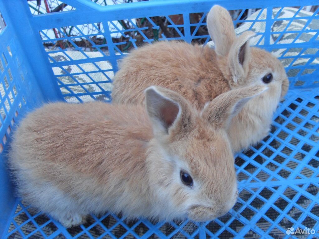 Английский кролики 2 2. Кролик 2 месяца. Кролики два месяца. Крольчата 2 месяца. Декоративный кролик 2 месяца.