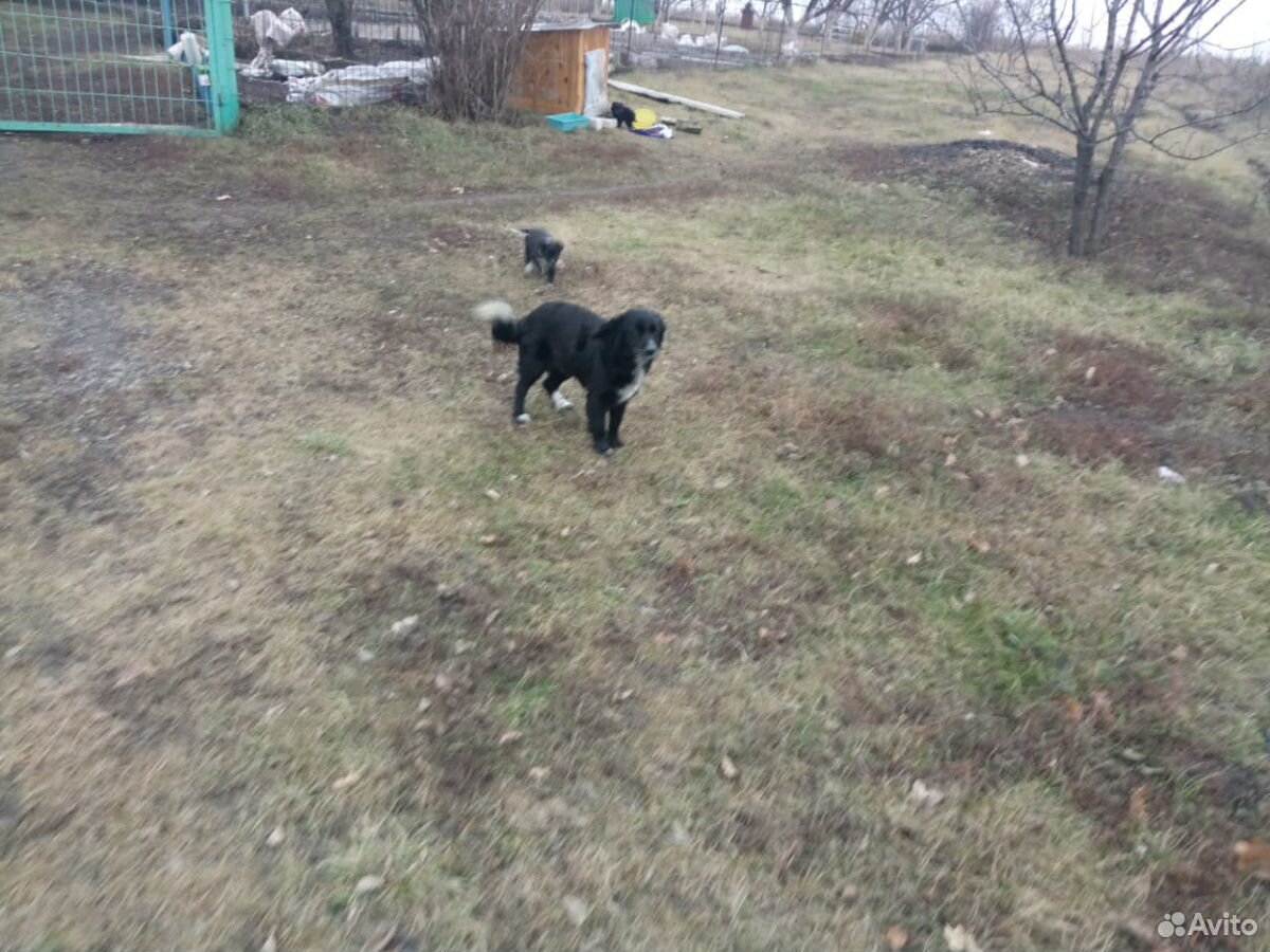 Собака ищет дом купить на Зозу.ру - фотография № 2