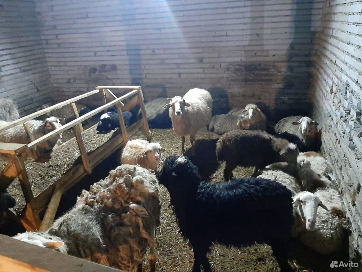 Баран и овцы купить на Зозу.ру - фотография № 8