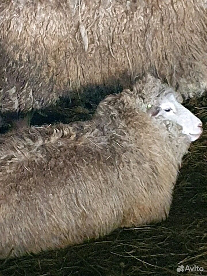 Овцы с ягнятами купить на Зозу.ру - фотография № 5