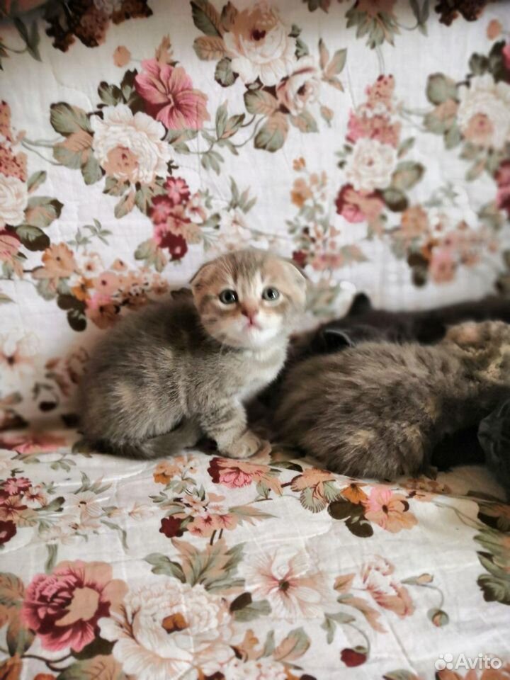 Британские плюшевые котята купить на Зозу.ру - фотография № 6