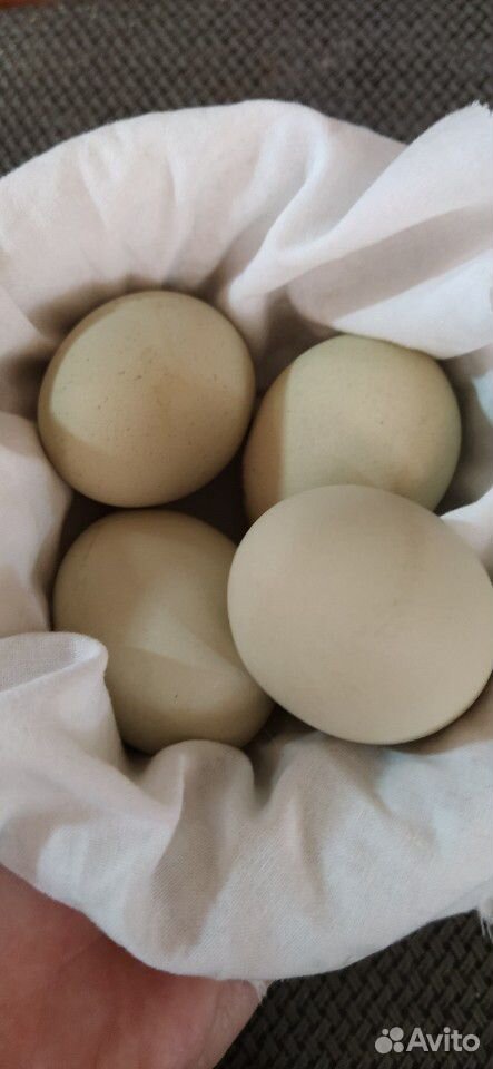 Яйца от породистых кур Синь синь дянь купить на Зозу.ру - фотография № 1