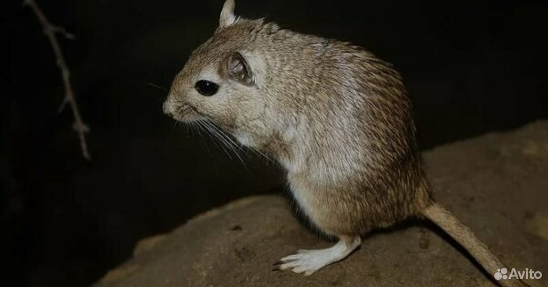 среднеазиатские песчанки. тамарисковая песчанка. пятипалый карликовый тушканчик (cardiocranius. краснохвостая песчанка. карликовый жирнохвостый тушканчик.