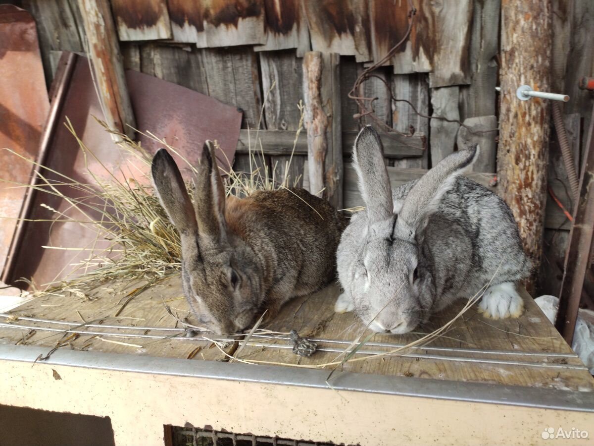 Кролики серый великан, фландр купить на Зозу.ру - фотография № 4