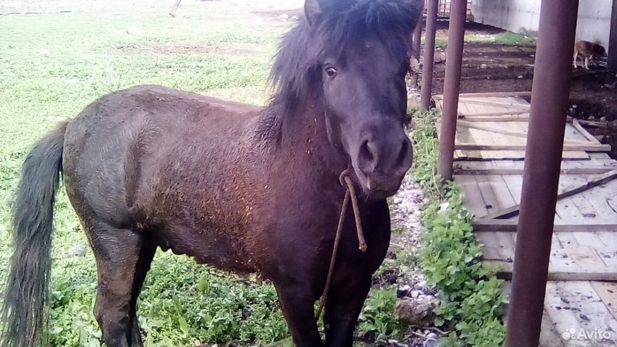 Продается конь шатланский пони купить на Зозу.ру - фотография № 2