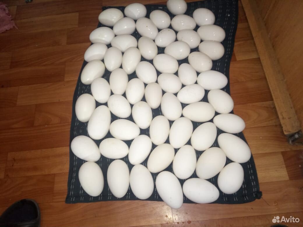 Гусиные яйца(линда) инкубационные купить на Зозу.ру - фотография № 1