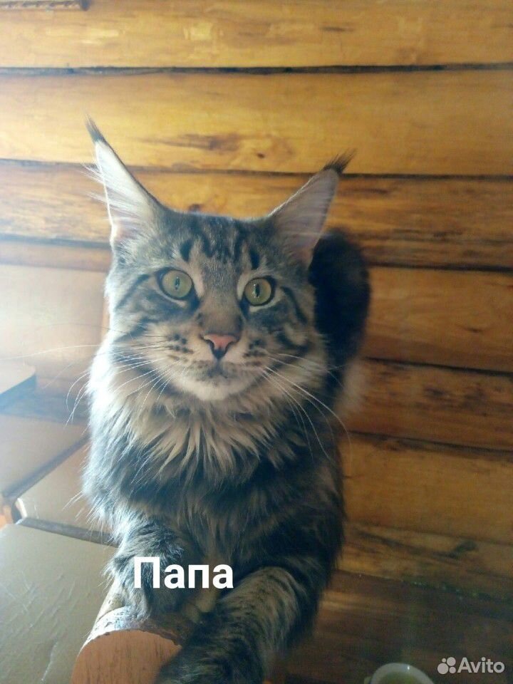 Котёнок Мейн Кун купить на Зозу.ру - фотография № 3