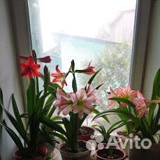 Продам комнатные растения купить на Зозу.ру - фотография № 2