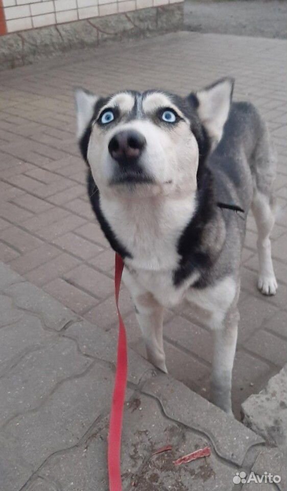 Найдена собака сибирский хаски купить на Зозу.ру - фотография № 2
