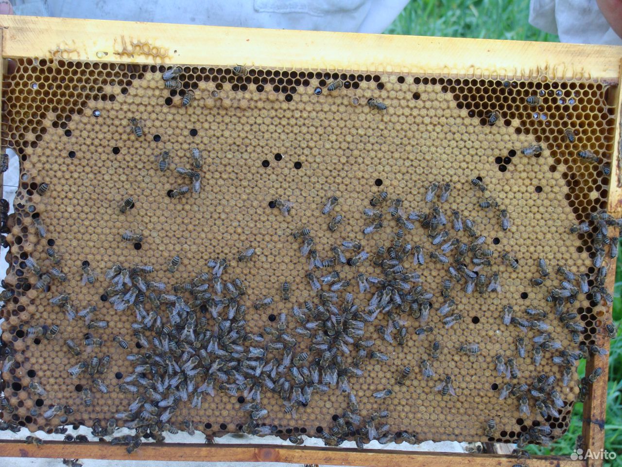 Продам пчёл (пчелосемьи) купить на Зозу.ру - фотография № 1