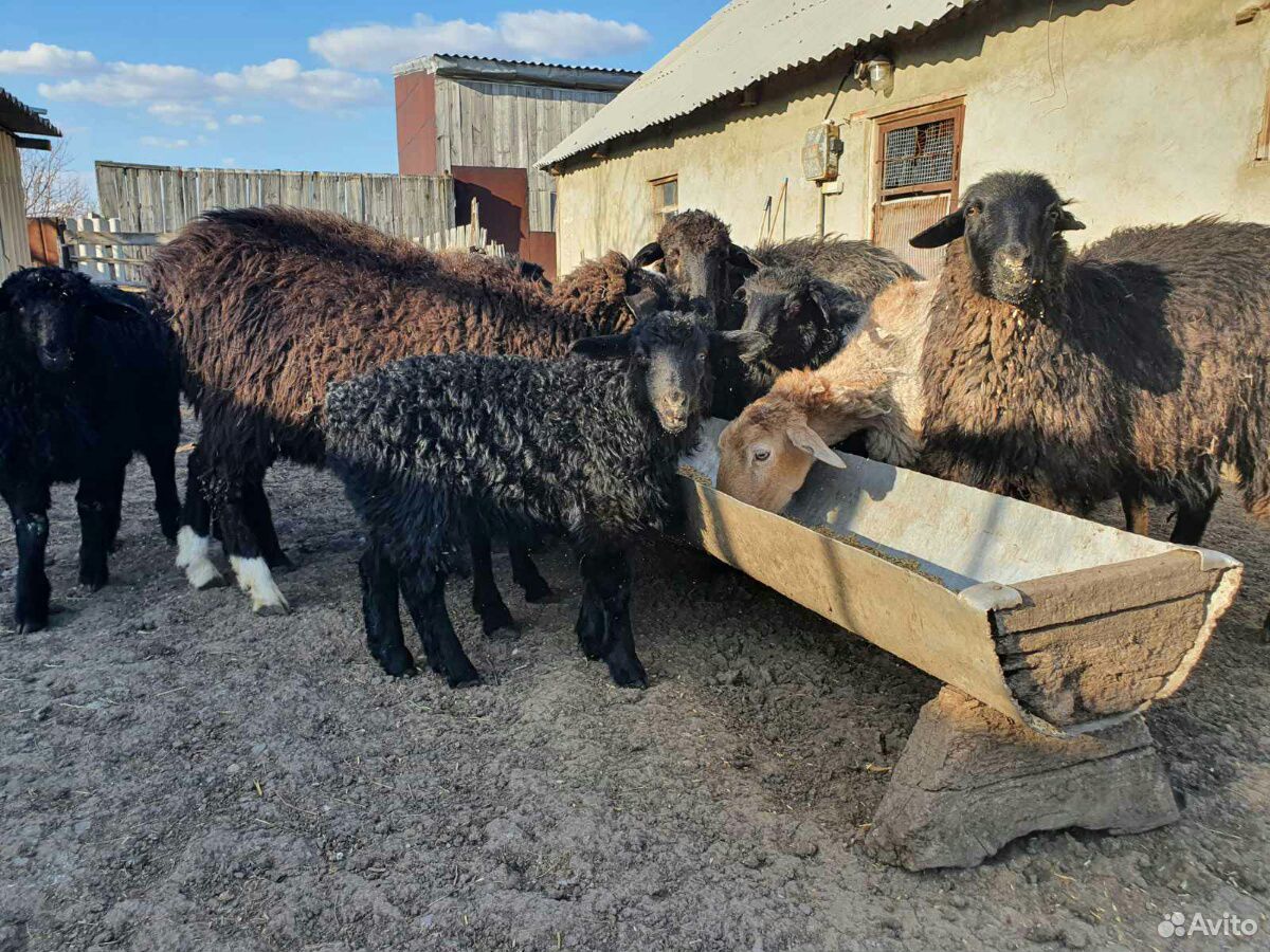 Продам овцематок с ягнятами на племя курдючные купить на Зозу.ру - фотография № 2