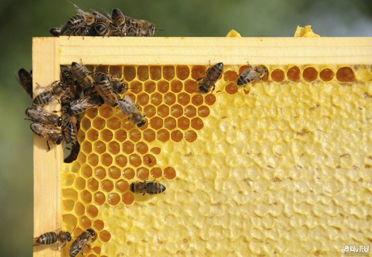 Какие пчелы превращают нектар в мед. Пчелы в улье. Расплод Бакфаст. Соты пчел.