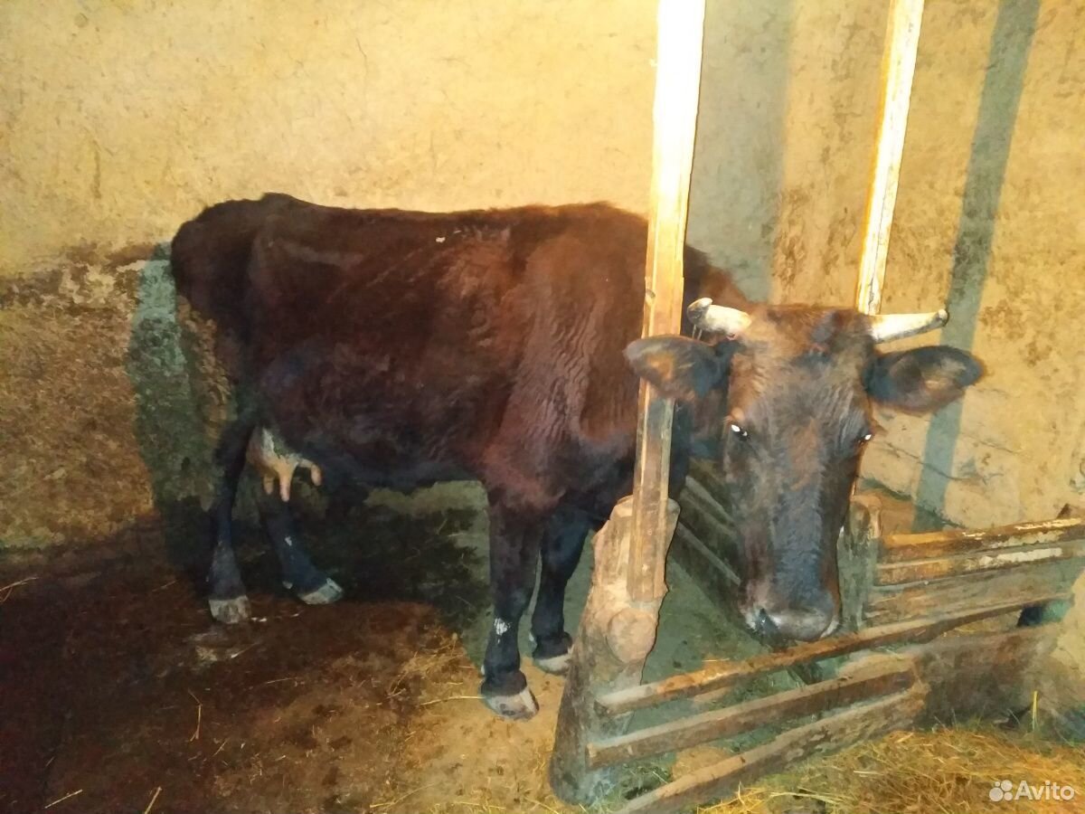 Корова, теленок и телка купить на Зозу.ру - фотография № 4