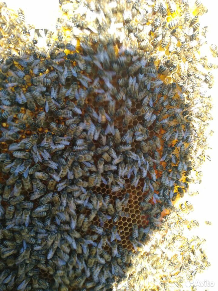 Продам пчелы в Авито не писать купить на Зозу.ру - фотография № 3