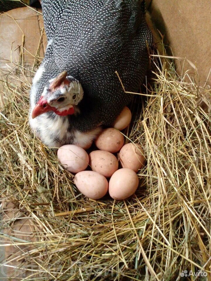 Яйца цисарки купить на Зозу.ру - фотография № 1