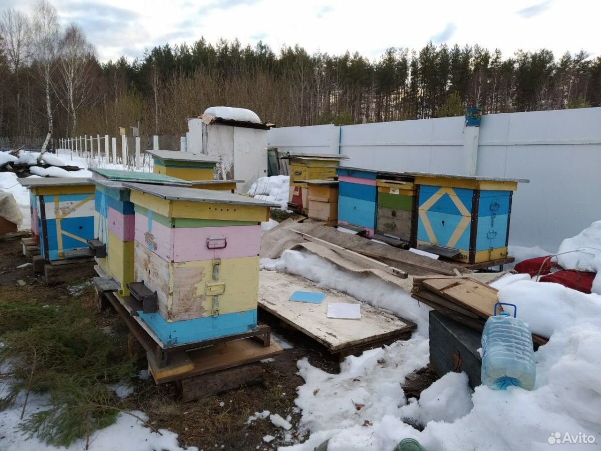 Пчелы ульи пчелочемья купить на Зозу.ру - фотография № 2