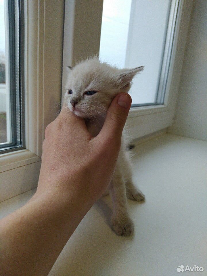 Котята в добрые руки купить на Зозу.ру - фотография № 7