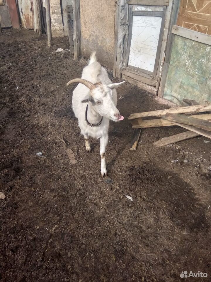Продам коз и козлят купить на Зозу.ру - фотография № 4