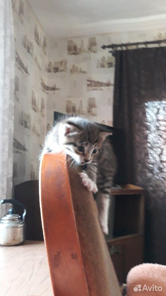 Котята от очень умной кошки, отдам в хорошие руки купить на Зозу.ру - фотография № 2