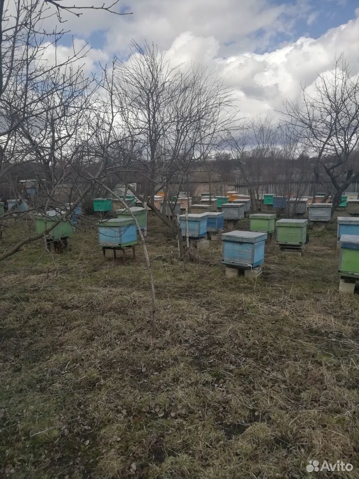 Подам пчел купить на Зозу.ру - фотография № 1
