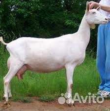 Продам породистую козу купить на Зозу.ру - фотография № 1