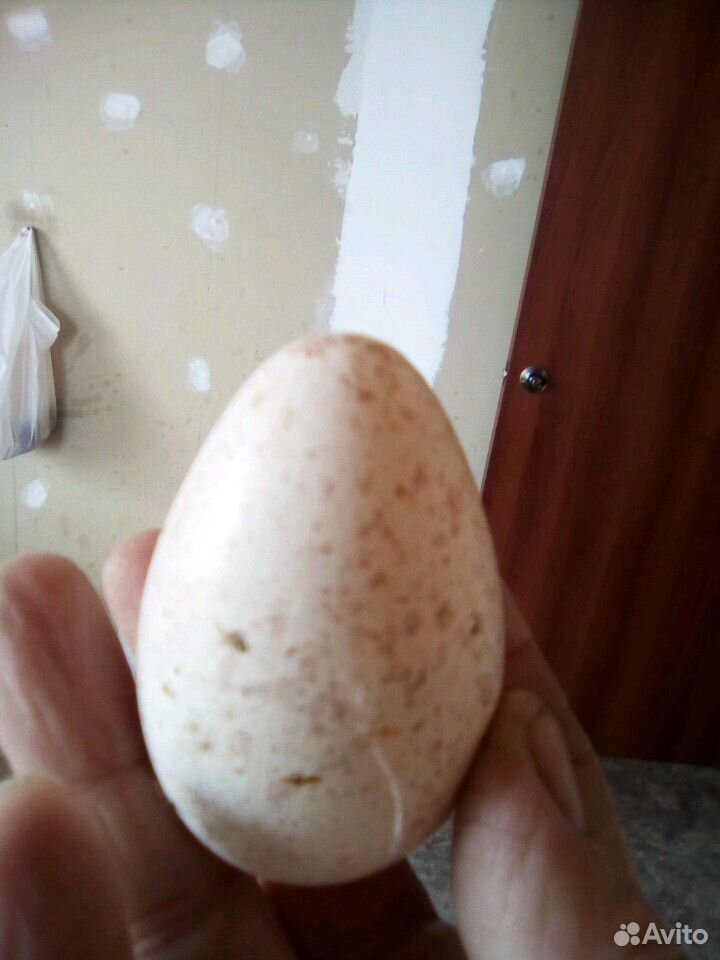 Продам на инкубацию индюшиные яйца купить на Зозу.ру - фотография № 1