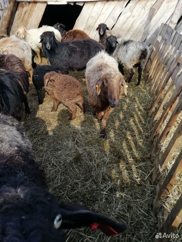 Курдючные овечки купить на Зозу.ру - фотография № 1
